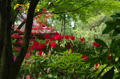 広島　福成寺＿石楠花１