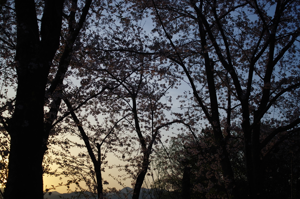 正福寺_夜桜４