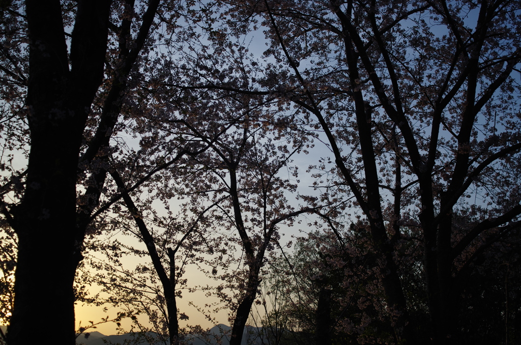 正福寺_夜桜４