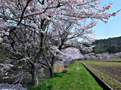 SAKURA