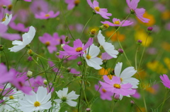 世界で一つだけの花。。