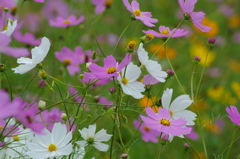 世界で一つだけの花。。