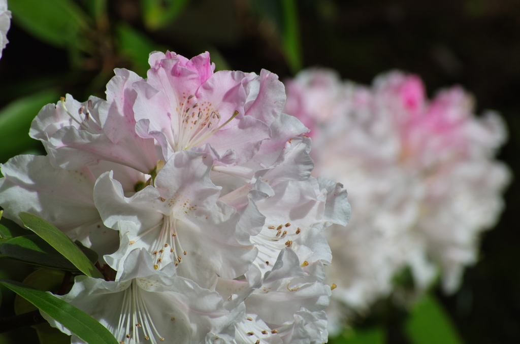 広島　福成寺＿石楠花２