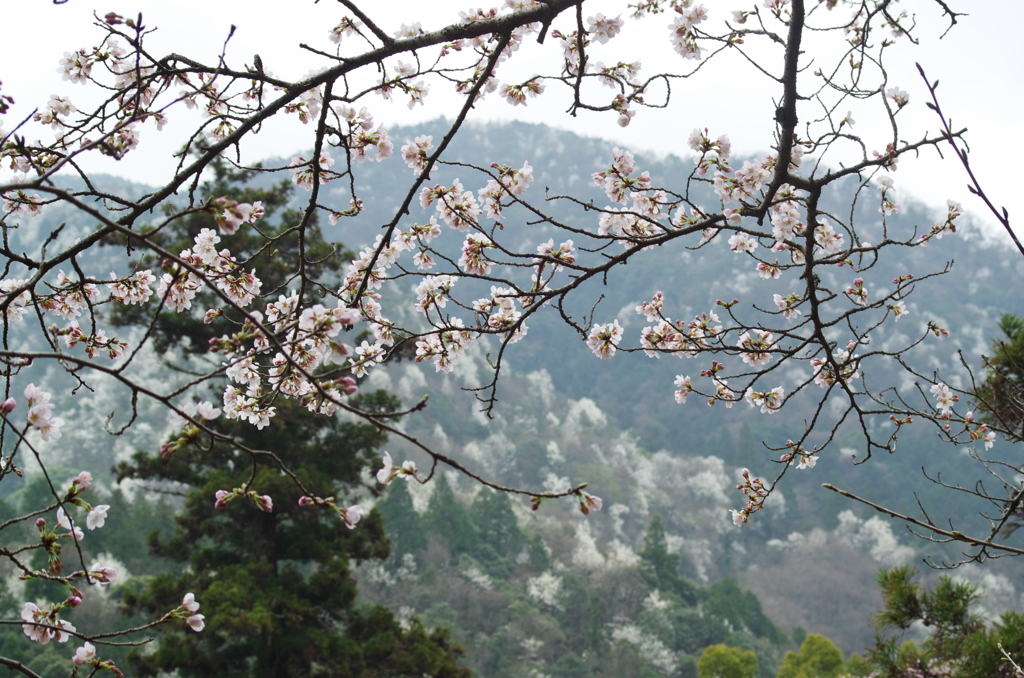 広島_御調八幡宮借景3