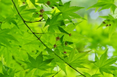 広島　福成寺＿石楠花５