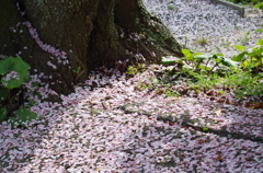 正福寺＿桜借景Ⅱ＿３