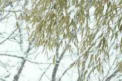 竹林白雪