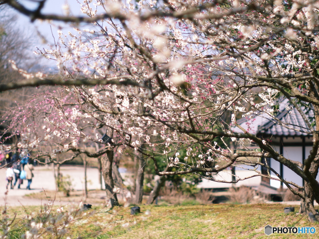 庄原　備北丘陵公園２２