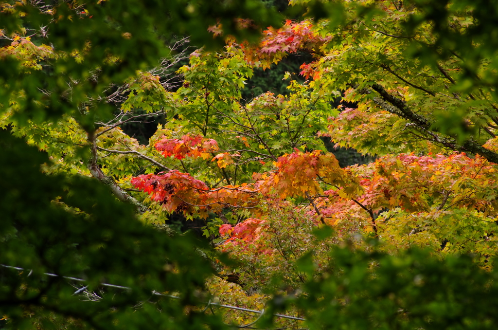 紅を塗る