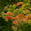 紅を塗る