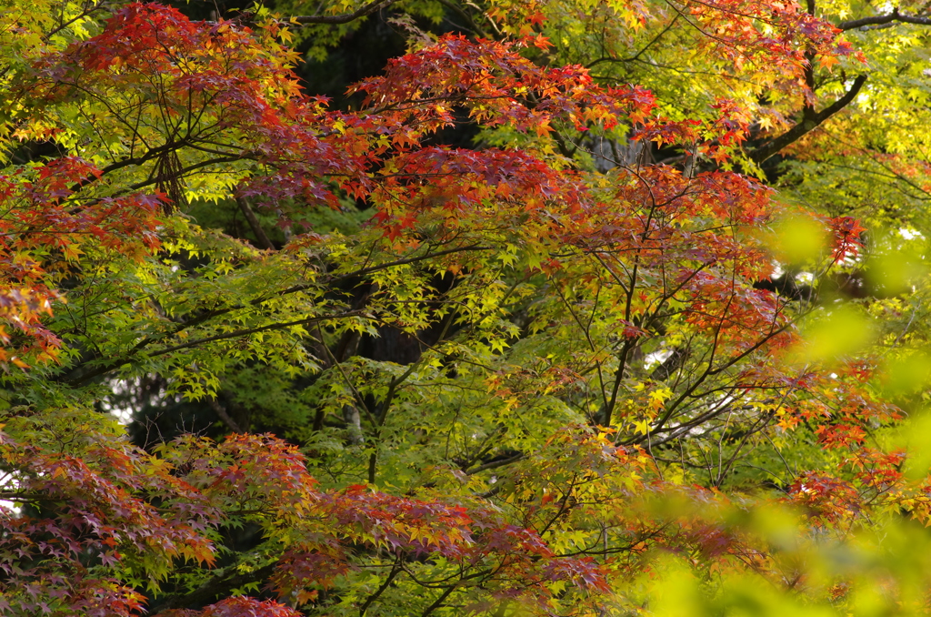 佛通寺紅葉＿借景