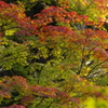佛通寺紅葉＿借景