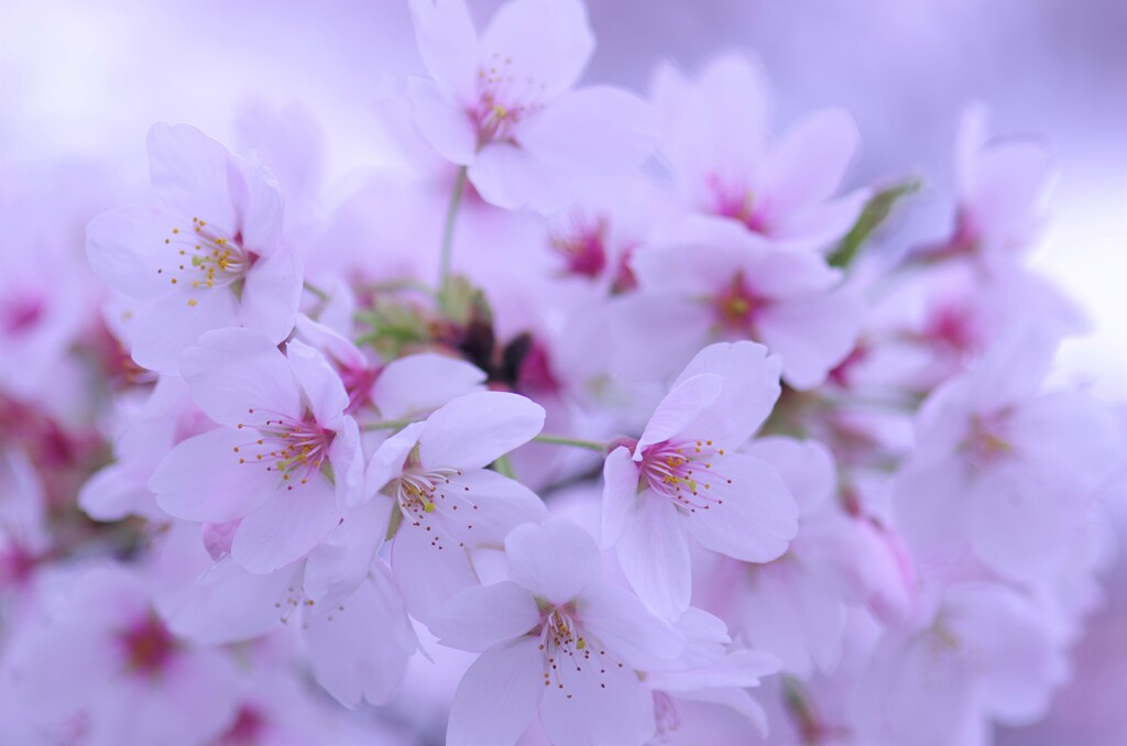 春の花束　やさしさ