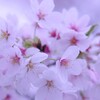 春の花束　やさしさ