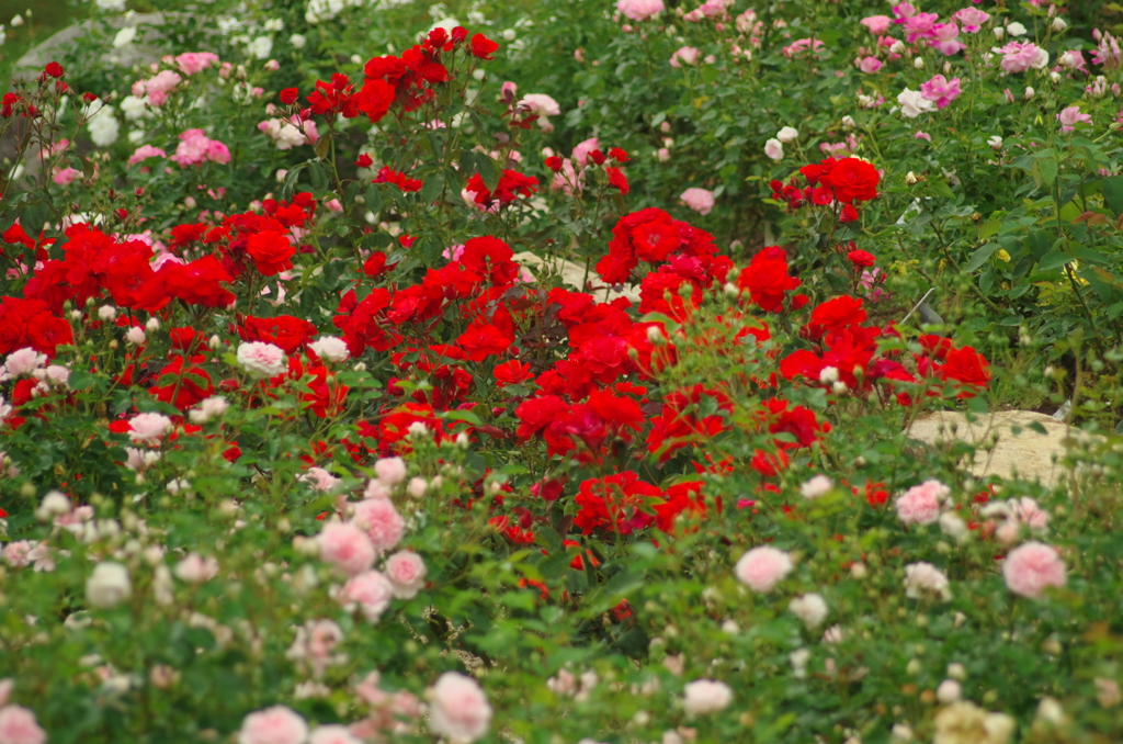 The 薔薇_2