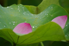 優しい花弁。。