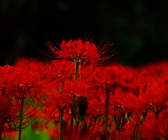 曼珠沙華。。