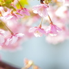 春の光の中で。