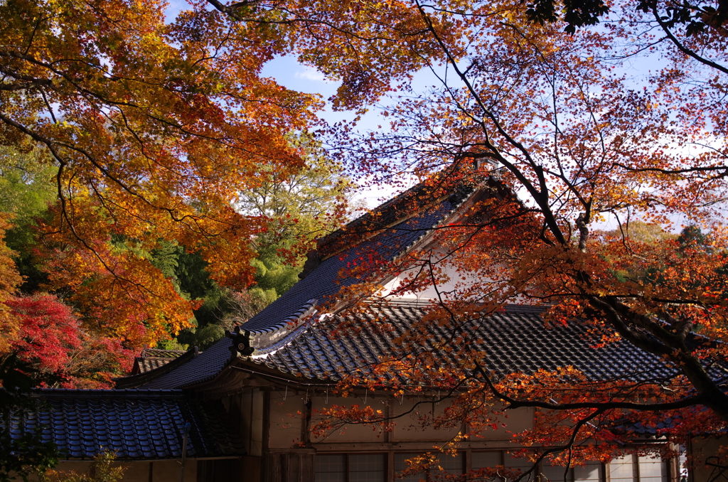 吉舎町_大慈禅寺の紅葉