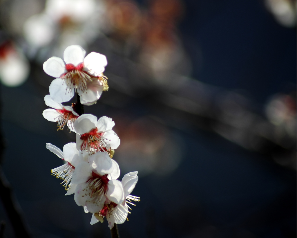 梅花咲く春。。