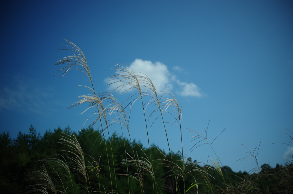 ススキの空。。