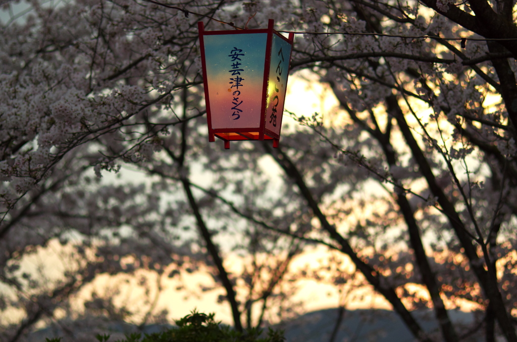 宵の桜。。