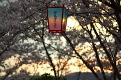 宵の桜。。