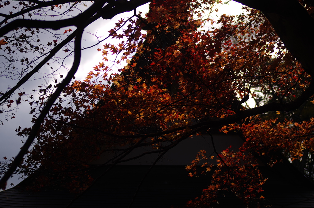 吉舎町_大慈禅寺の紅葉。