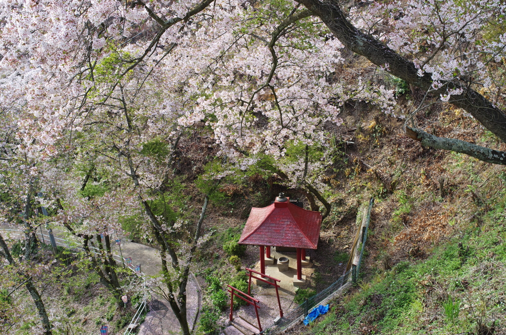 正福寺＿桜借景３