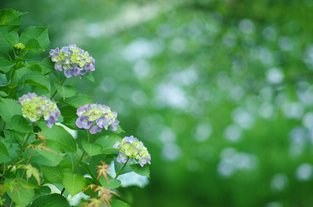 広島_三景園借景６