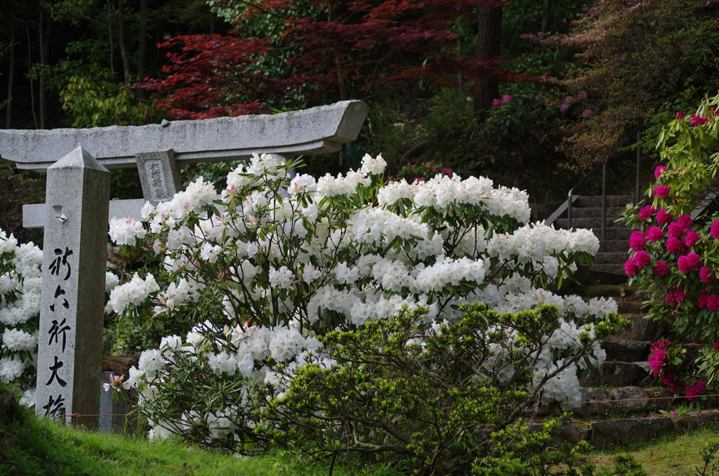 広島　福成寺Ⅱ_8