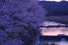 さくら河。。