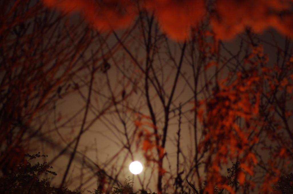 朧月夜。。