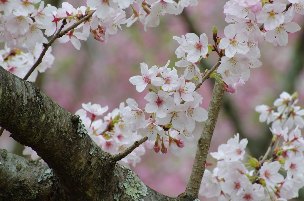 王道_桜を撮る10