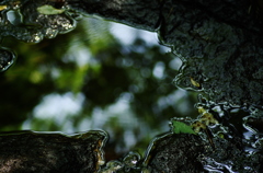 IMGP4586_2