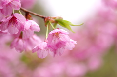 桜花の季節。。