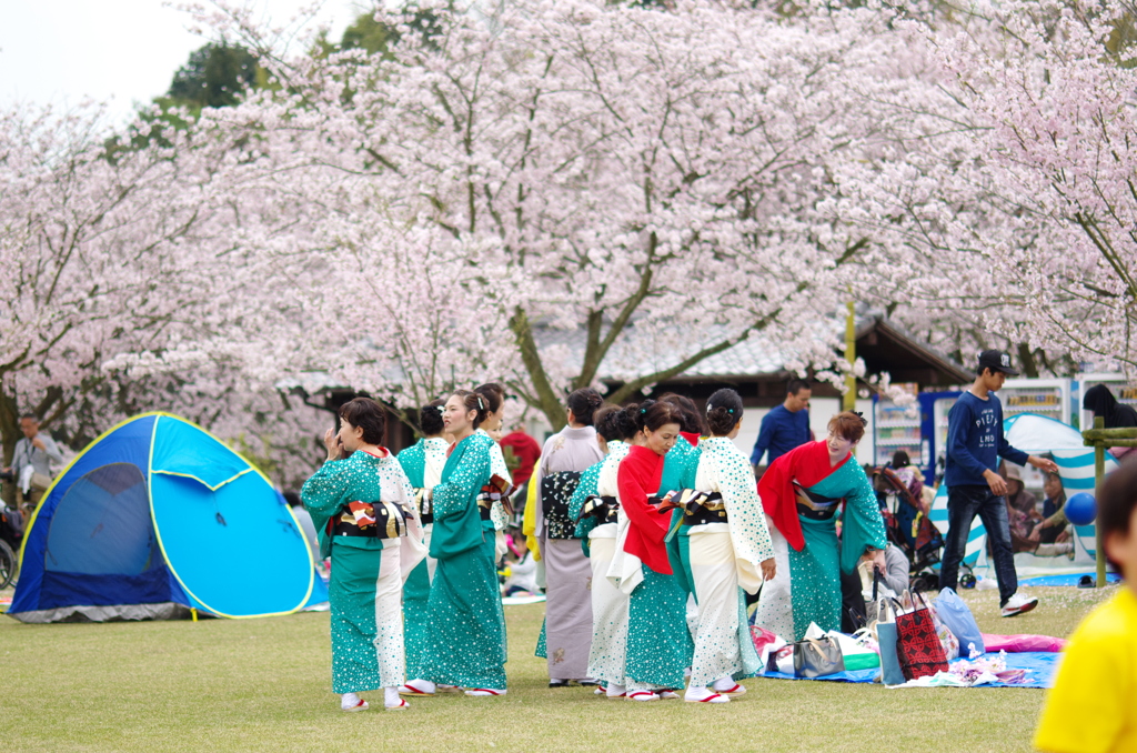 桜花の季節。。