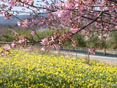 庄原　備北丘陵公園１６