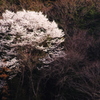 美しき桜花。。