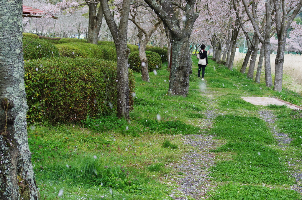 白龍湖＿桜借景１０