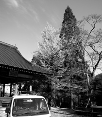 銀杏の空。