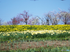 庄原　備北丘陵公園１５