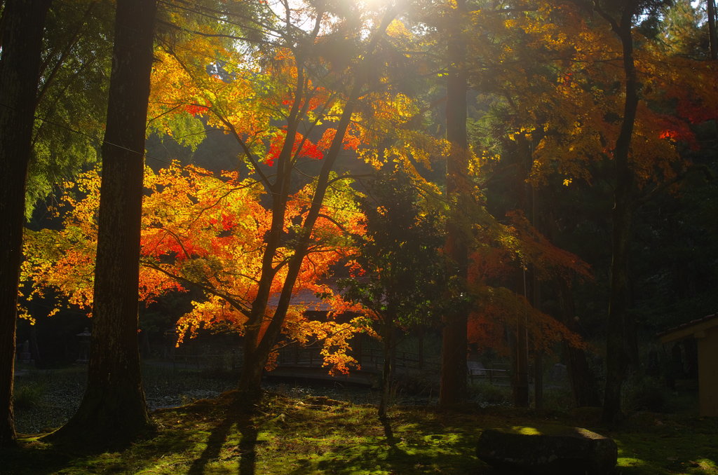 安芸（秋）の竹林寺。