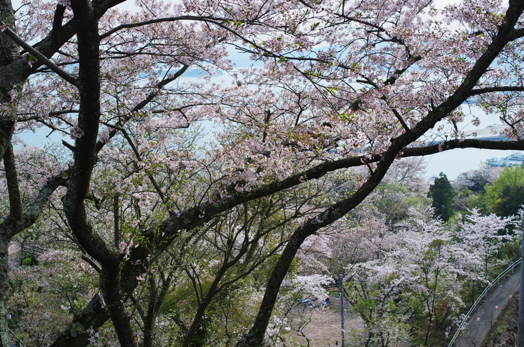 正福寺＿桜借景４