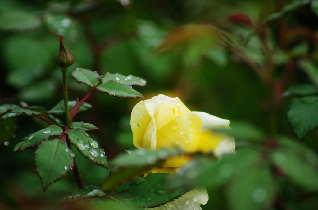 秋薔薇香る。。