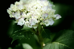 紫陽花の花言葉は「移り気」。。