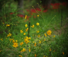 雨中の花。