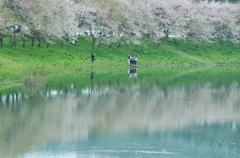 白龍湖＿桜借景８