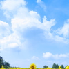 盛夏。。