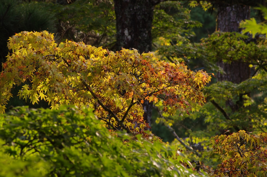 佛通寺紅葉＿借景